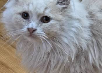 Koty syberyjskie, kocurki rude, kotka biało szara