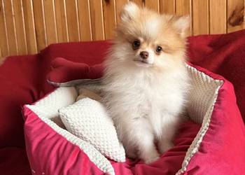 Szpic miniaturowy/pomeranian