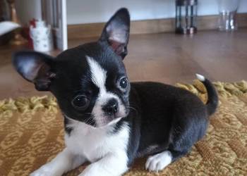 Chihuahua przepiękny chłopiec xxs