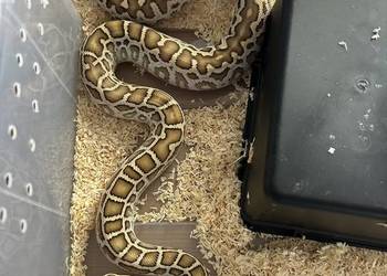 Pyton Birmański Python Bivittatus het Pied het Granite het green