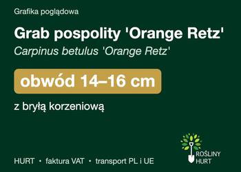 Grab pospolity 'Orange Retz' obwód 14-16 cm, z bryłą – HURT