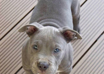 Amstaff Blue - samiec R9