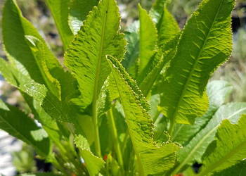 Chrzan pospolity (Armoracia rusticana) ,ekologia, producent