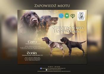 Płochacz niemiecki WACHTELHUND - zapowiedź miotu