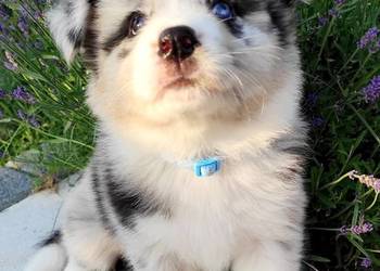 Szczenię border collie ZKwP/ FCI