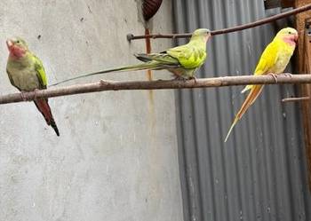 Księżniczka walii, Szkarłatka, Aleksandretta