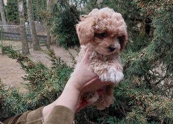 Maltipoo - piesek morelowy