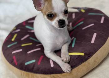 Piesek chihuahua bialy GOTOWY DO ODBIORU