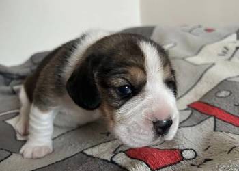 Beagle tricolor ZKwP