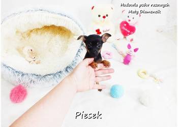 Pinczer miniaturowy - Ratlerek / tzw. sarenka, Piesek nr2 do REZERWACJI !