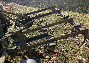 Gruber ścierniskowy