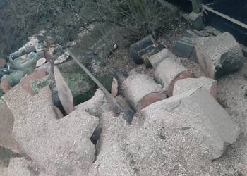 Trociny oddam po wycince drzewa