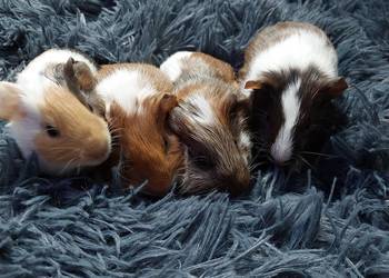 Świnki morskie rezerwacja !