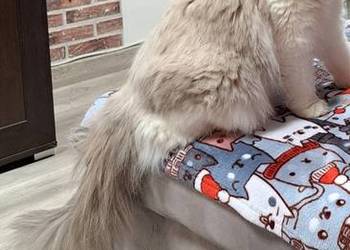 Koteczka Ragdoll