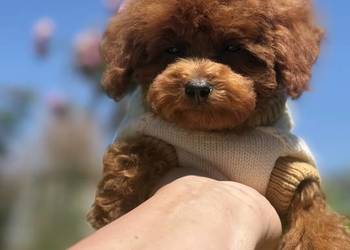 Pudel Toy piesek