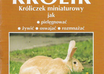 Królik,króliczek niniaturowy.