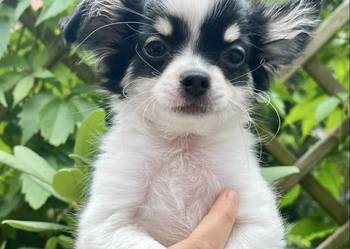 Piękny Chihuahua chłopiec