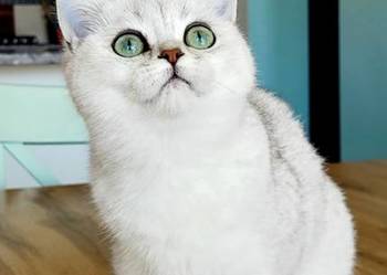 Kocięta srebrne  Maliwia