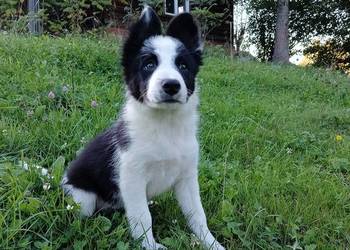 Sprzedam szczenięta border collie