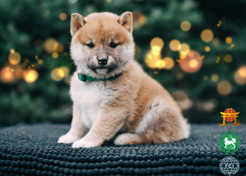 Piesek Suczka czerwony Shiba Inu ZKwP/FCI szczeniak