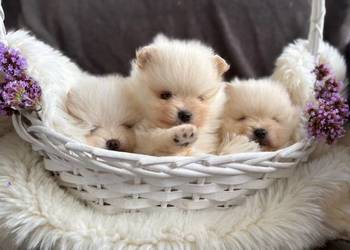 SZPIC MINIATUROWY POMERANIAN PIĘKNE PUCHATE