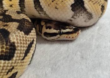 Dorosły Samiec Firefly