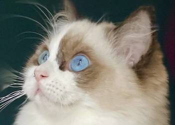 Młodziutka kotka do hodowli