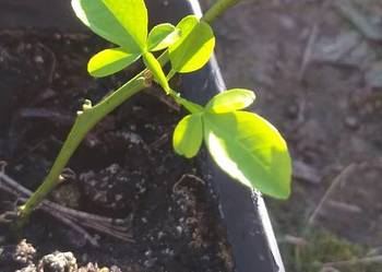 Citrus cytrus mrozoodporny citrange C-35