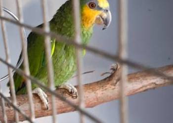 Papuga Amazonka Modrobrewa Kurika