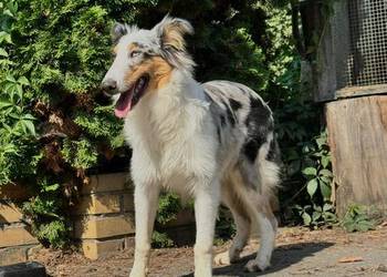Owczarek szkocki collie dwa oczka niebieskie