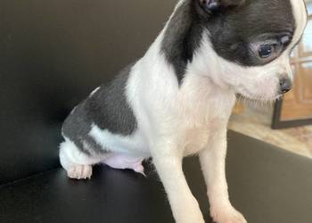 Chihuahua