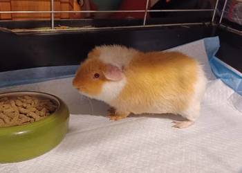 TEDDY SAMCZYK 5,5 MIES. RUBINOWE OCZY I MNIEJSZY SAMCZYK TEDDY KLATKA 100 I