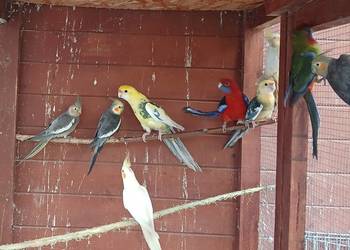 Nimfa rozella królewska nimfy rozele królewskie