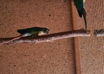 Rudosterki para lęgowa