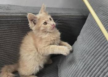 Gryzek Maine Coon