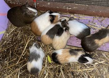 Świnki morskie sprzedam