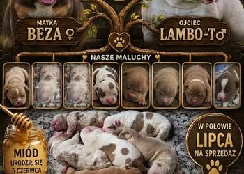 American Bully Pocket