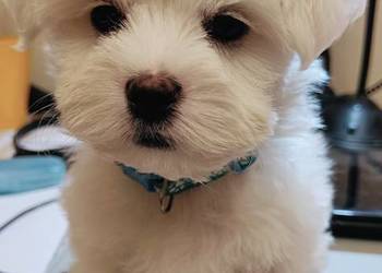 Maltańczyk,cudny piesek