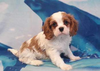 Cavalier king charles spaniel, samiec blenheim
