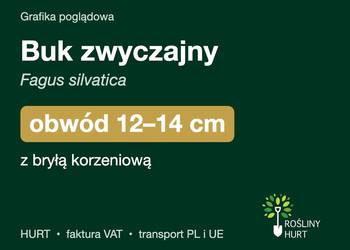 Buk zwyczajny (Fagus silvatica) obwód 12-14 cm, z bryłą – HURT