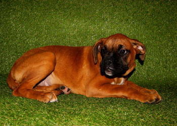 Piesek DEXTER – Bokser z hodowli Family Bokser