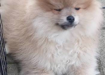 Szpic miniaturowy pomeranian