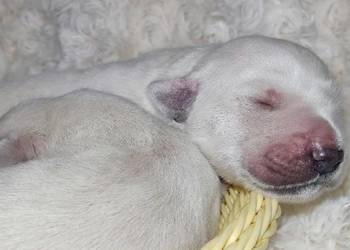 Szczenięta Golden Retriever ZKWP FCI