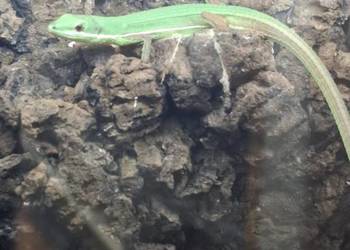 Jaszczurka Takydromus smaragdinus