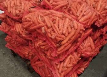 Marchewka odpadowa, marchewka paszowa 10kg