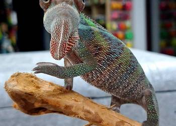 Kameleon lamparci samiczka