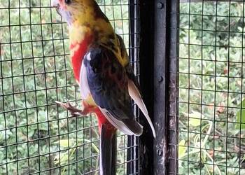 Rozelle królewskie, bialolice