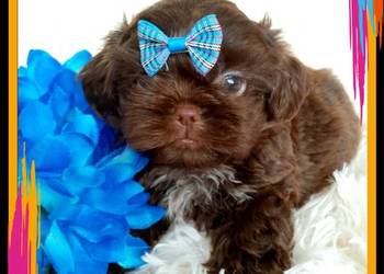 Gotowy do odbioru czekoladowy piesek rasy Shih-Tzu