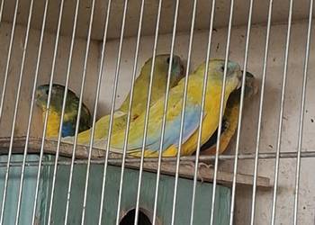 Papugi lakowki wspaniale