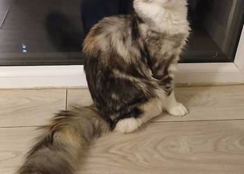 Sprzedam Maine Coona